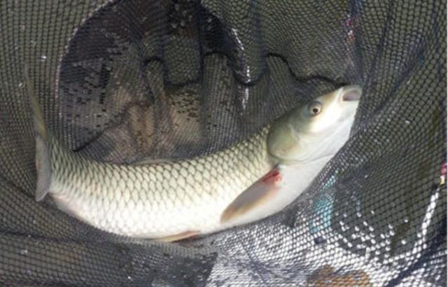 韭菜可以钓草鱼吗