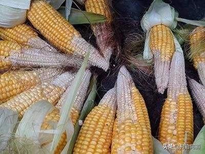 玉米穗颗粒不饱满或缺粒是什么原因引起的如何进行防治