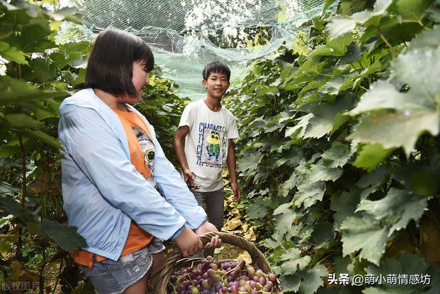 花猫的小屋 胃癌:养儿防老，为什么感觉太难了，难道是孩子真的不孝顺吗？