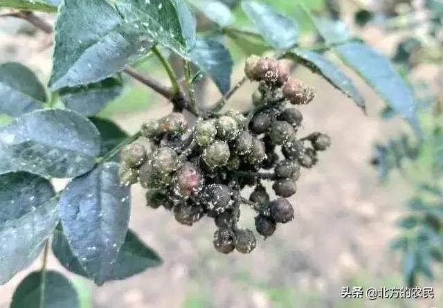 树锦鸡儿植株变黑:花椒树和花椒都发黑是什么原因？