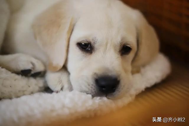 想养狗,请推荐一个智商高的中型犬/大型犬,麻烦介绍一下特点？