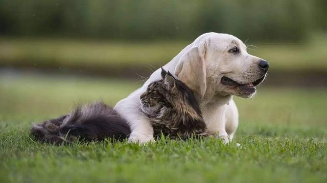 狼狗咬死猫:我家猫是被狗咬死的，浑身是血，请问是什么原因导致狗咬猫？
