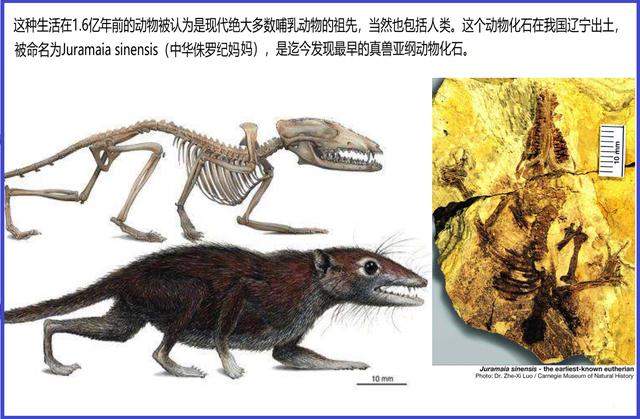 2000万年前化石树:38亿年前的人骨化石已被发现，地球生物史到底是怎样的？