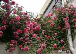 伍德氏灯检查淡白色:小鸡拉白粪便应该吃什么药？