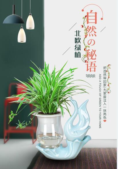 养条纹蛇尾兰好吗:条纹蛇尾兰怎么老不长 兰花的分类是什么？怎么去养？