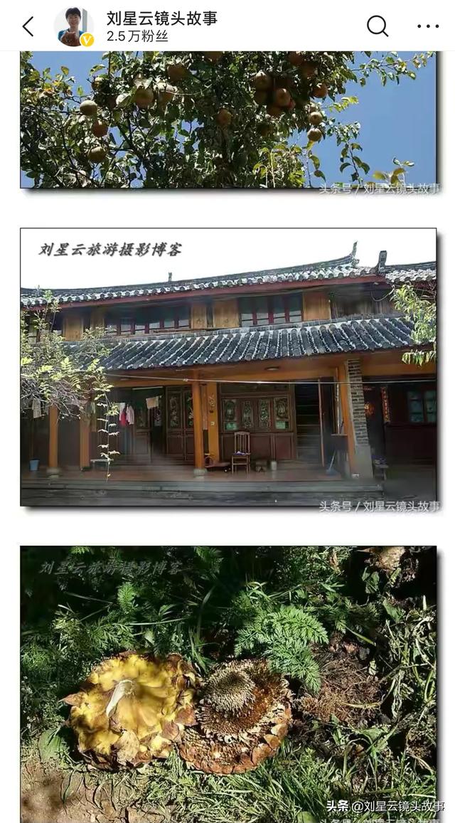 先生 肥狗 胖丫头:俗语：“五树进宅，人穷家败”五树指的啥？这句话有道理吗？