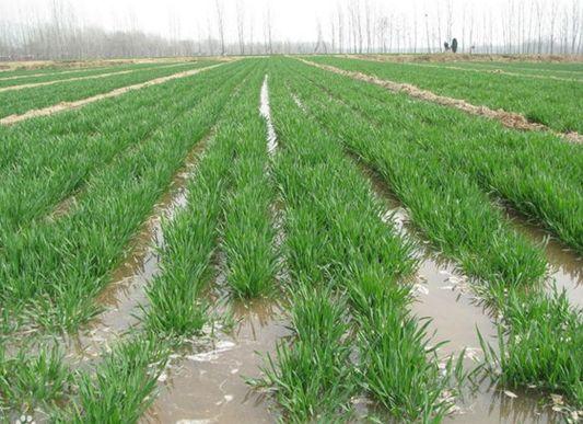 精选优质答案:小麦越冬水的灌溉,对于保证土壤墒情增加土壤水分,促进