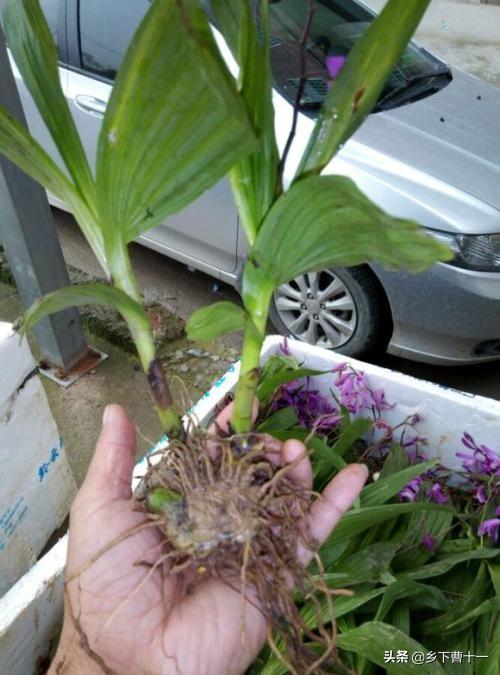 头条问答 - 白艿粉怎么种植?(7个回答)