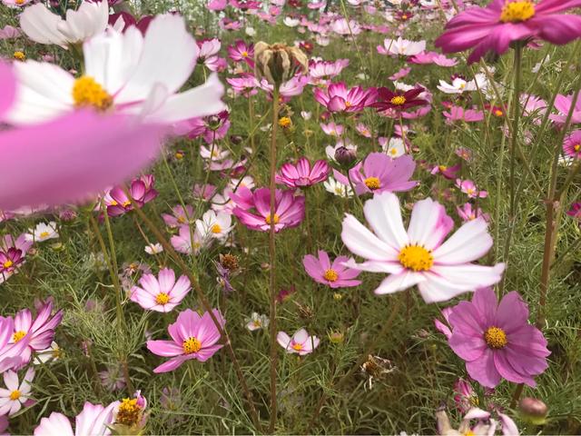 头条问答 格桑花怎么种植和养护 41个回答