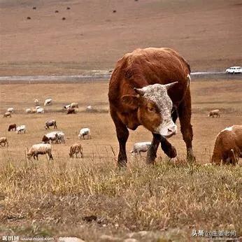 牛出血性胃肠炎的治疗:肉牛得了真胃炎有什么好的治疗方法？