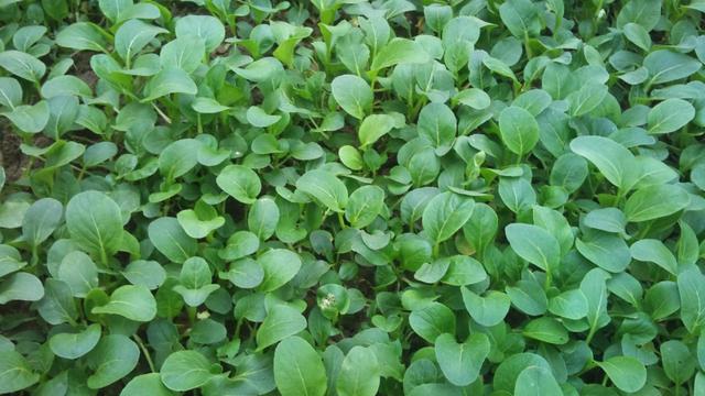 植物必需的营养元素:植物必需的营养元素有哪些？