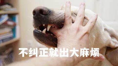 宠物知识问答:饲养幼犬时，主人要记住哪些事？