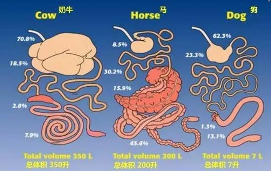 反刍动物生产力:反刍动物生产性能 为什么草食动物也能吃肉，肉食动物却很少吃草？