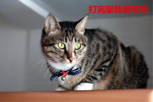 愤怒的猫咪下载:猫咪发怒生气有什么表现？