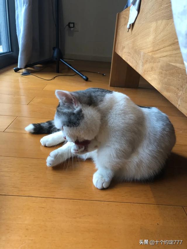 猫咪血尿可以自己好么:吃三金片能治愈猫咪尿血吗？