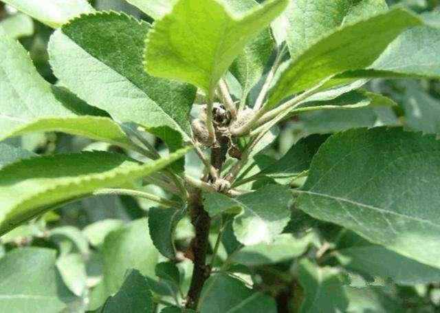 头条问答 果树花芽分化期是什么时间 12个回答