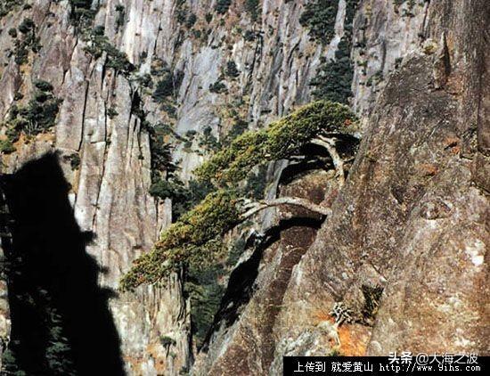 黄山奇松介绍:挂在悬崖峭壁上的黄山十大名松！指的是那十大名松？因什么得名？