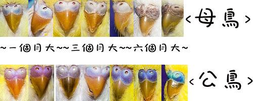 金彩虎皮鹦鹉会说话吗:怎么分别虎皮鹦鹉是公的还是母的？