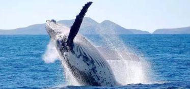 鲸鱼身上为什么会长藤壶，鲸落，鲸为什么死前有在海面上一跃这个行为呢