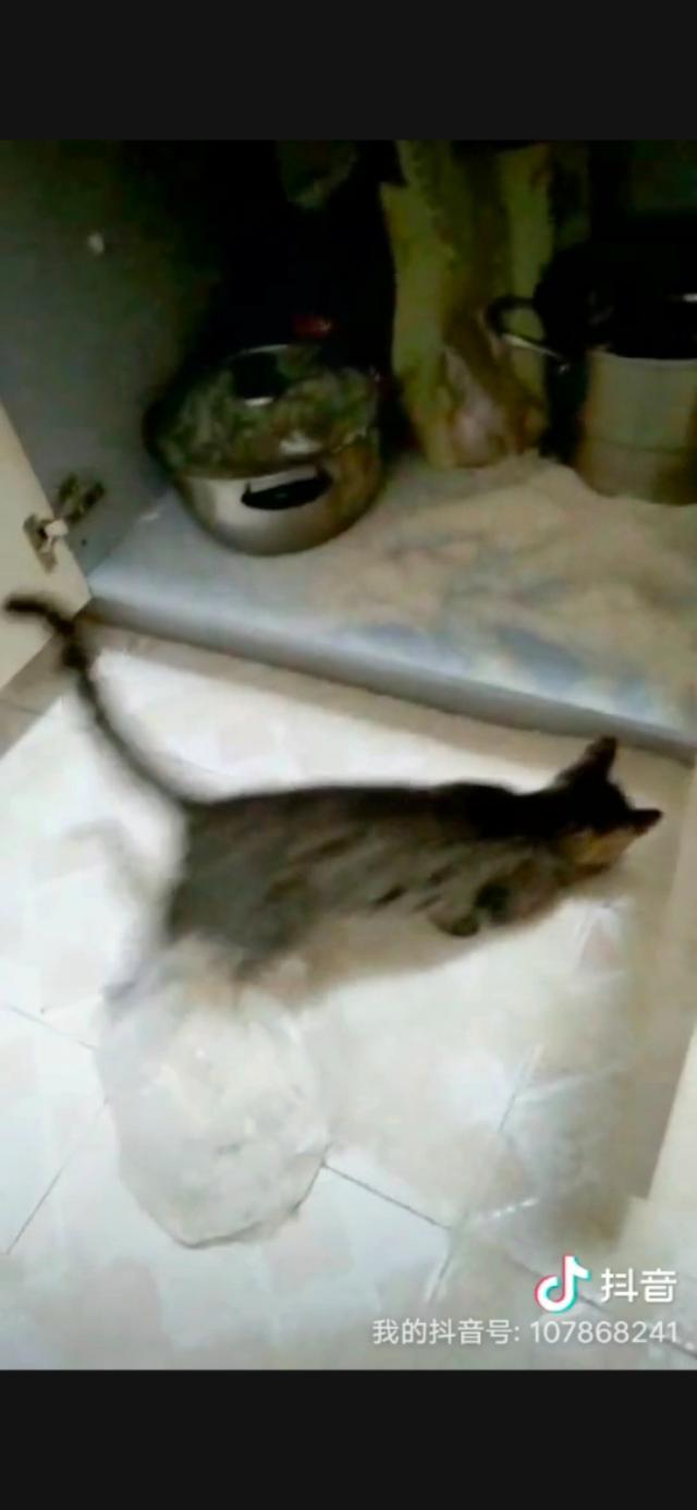 橘猫 花狸猫:同样是田园猫，为什么有人认为狸花猫比其他田园猫能打呢？