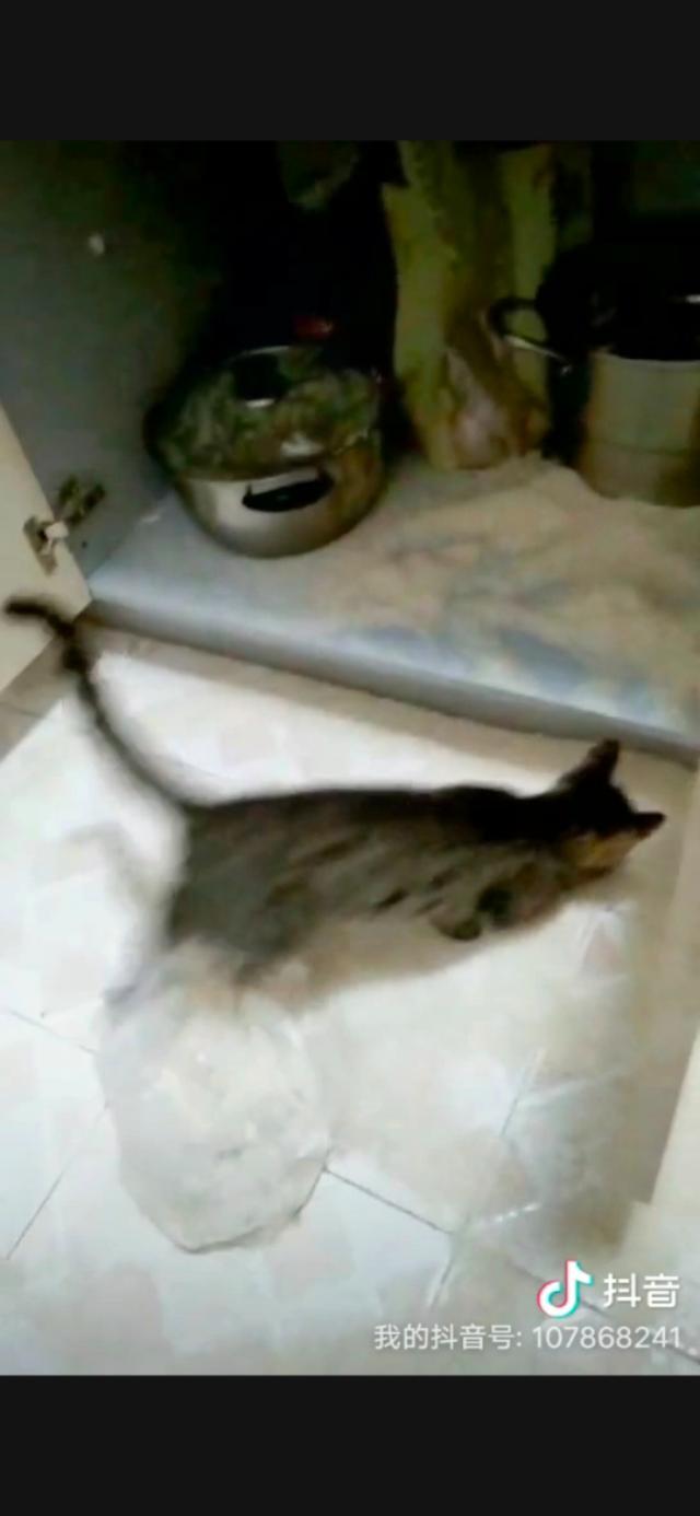 哪种猫打得过狸花猫，论拆家本领，狸花猫和橘猫哪个更厉害