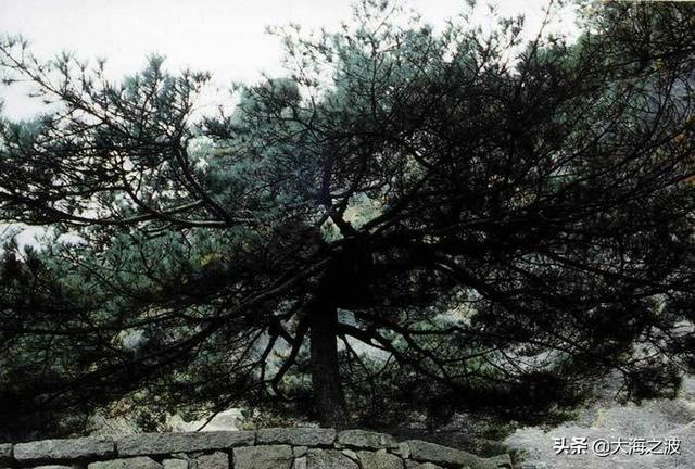 黄山奇松介绍:挂在悬崖峭壁上的黄山十大名松！指的是那十大名松？因什么得名？