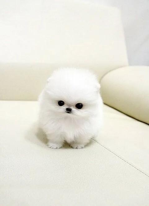 北京犬多少钱一只?:你们会花5000块钱买一只狗么？