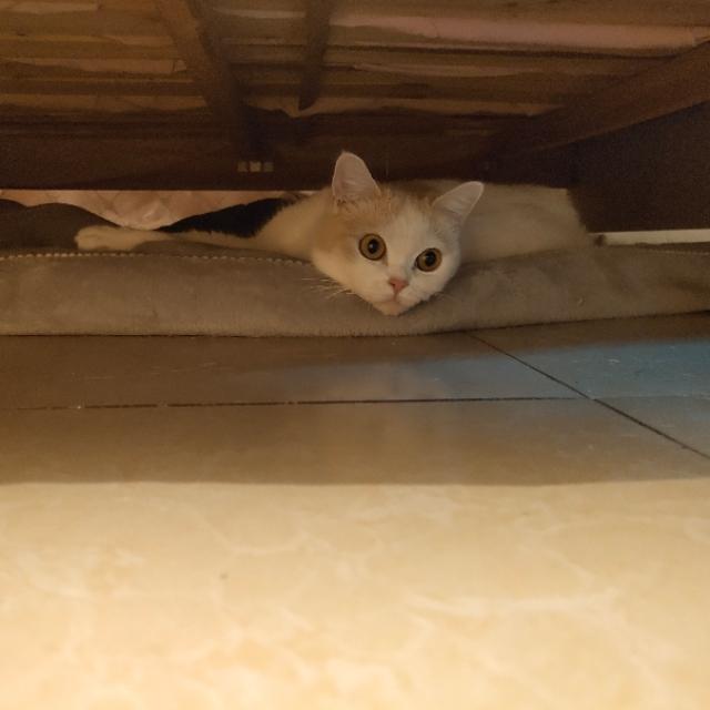 英国短毛猫:为什么现在这么多人养灰色的英国短毛猫？