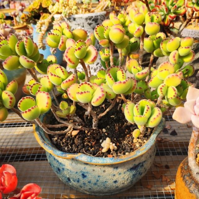 多肉植物栽培心得体会:为什么现在的人越来越喜欢养多肉植物？