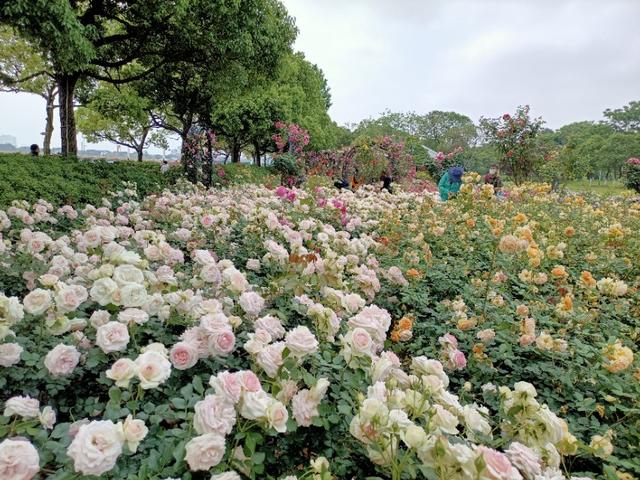 莫高窟可以拍照吗:5a级旅游景区是否让照像，烧香？