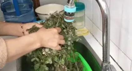 俗话说：“吃得马齿苋，到老无病患”，马齿苋对人身体有什么好处？种植马齿苋怎么样？