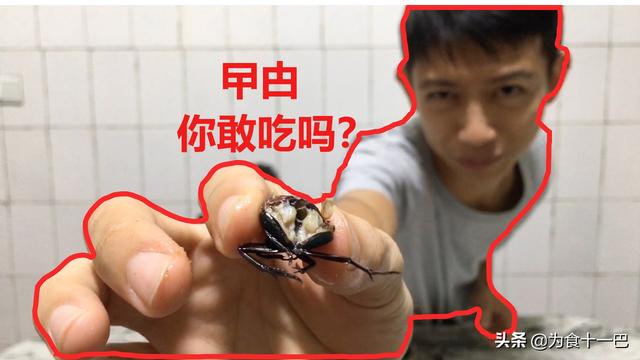 挑战胆量的美食,蟑螂也能吃?原来是龙虱,教你和味龙虱的做法