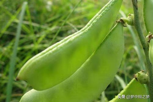 头条问答 反季节种植扁豆该如何施肥以及管理 梦中翔之梦的回答 0赞