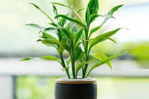 富贵竹的种植方法及注意事项:富贵竹怎么养？放在水瓶还是花盆里？