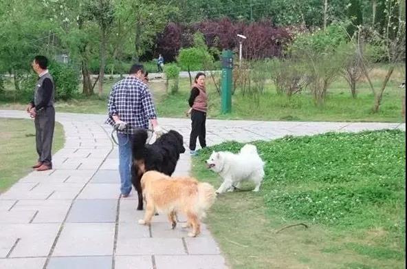 抚顺禁狗令:你对最近全国陆续推出的“禁狗令”怎么看？