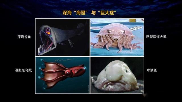 深海狮子鱼:下潜11034米深的马里亚纳海沟，科学家到底发现了什么生物？