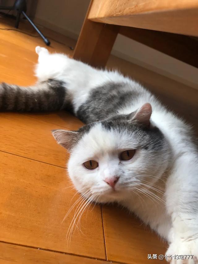 猫咪血尿可以自己好么:吃三金片能治愈猫咪尿血吗？