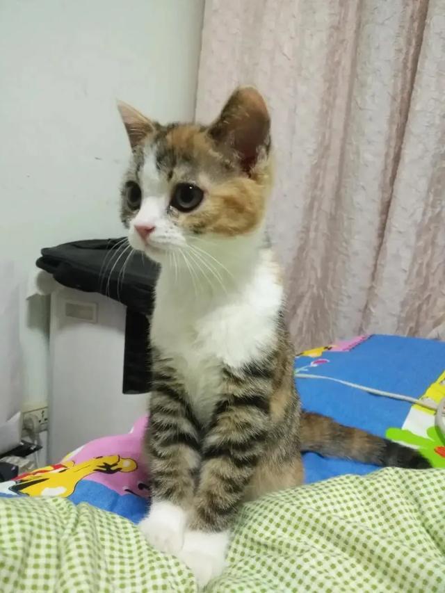 搞笑猫咪和狗狗图片:同时养一只猫和一只狗是种怎样的体验？