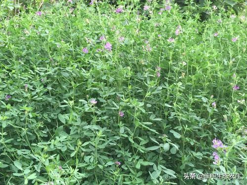 紫花苜蓿草营养:紫花苜蓿草籽多少钱一斤 去年秋天苜蓿苗少了春天能补种吗？