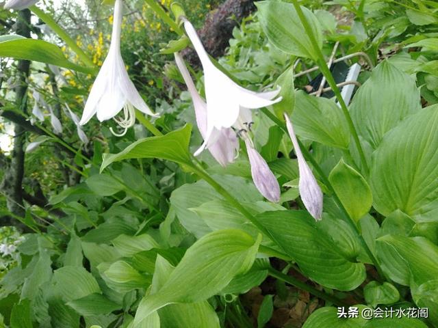 购买了6万6的增值税普通发票,由于开票公司被查现在也被经侦查了,会有什么后果？