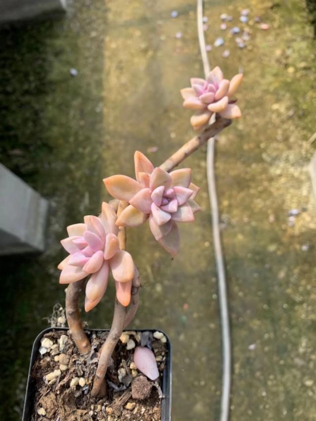 姬玉露徒长后怎么处理:石竹花一直是全日照，还是徒长，应该怎么处理？
