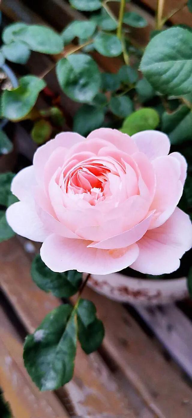 最香的几款月季品种是什么？插图89