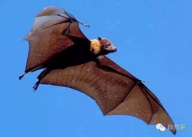 为什么蝙蝠倒挂着睡觉，为什么蝙蝠和树懒倒吊着不会头晕