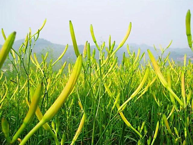 天安社四哥被判几年:在看守所一年多想什么最多