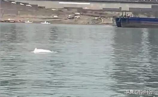1400只海豚遭捕杀血染浅水湾，广西梧州鸳江大桥附近水域惊现白海豚，是什么原因