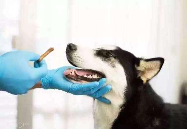 为什么狗狗大便前要转圈:狗狗转来转去想排便，但是却一直拉不出来该怎么办？