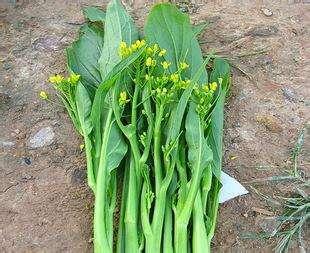 油菜花有什么作用,榨油的油菜苗有什么作用？