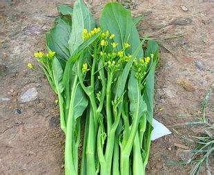 野油菜的功效与作用，油菜花的秸秆的用处是什么？