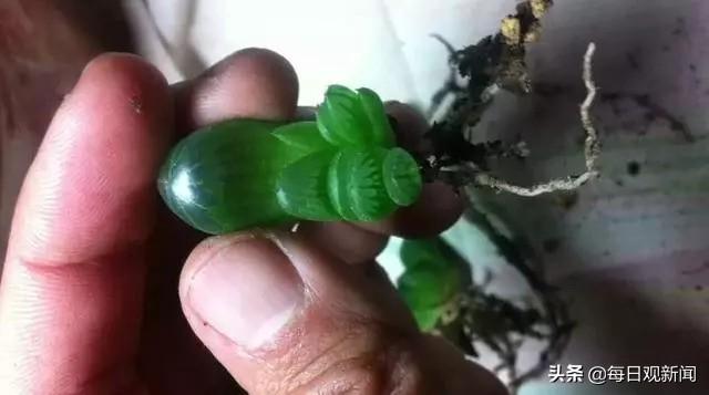 条纹十二卷变黑:多肉十二卷怎样割叶片繁殖？