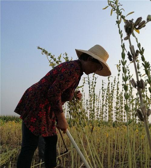 在农村种芝麻，为何要一根一根的去挑着割，而不是一次割完？